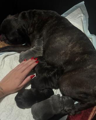 Disponibili cuccioli di bulldog francese