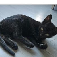 Talih gattina 2 mesi