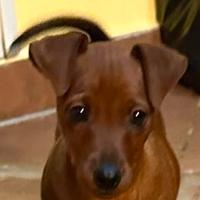 Pinscher nano