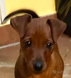 Pinscher nano