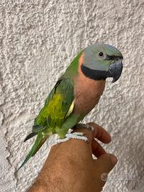Pappagallo allevato a mano