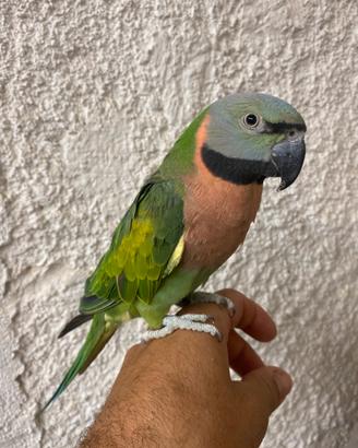 Pappagallo allevato a mano