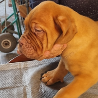 Cuccioli Dogue De Bordeaux