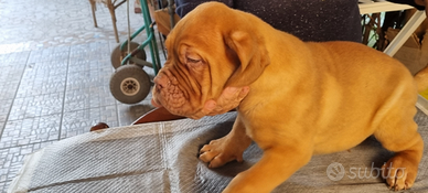 Cuccioli Dogue De Bordeaux