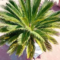 Piante Cicas comprese di vaso