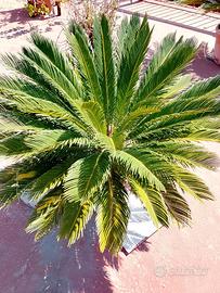 Piante Cicas comprese di vaso