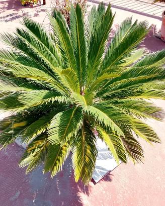 Piante Cicas comprese di vaso