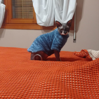 Gatto x monta sfinks