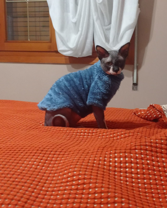 Gatto x monta sfinks