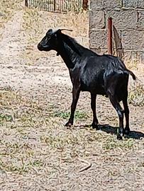 Caprone