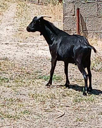 Caprone