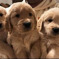 Cuccioli Golden retriever