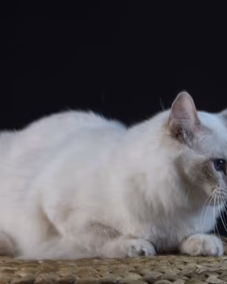 Ragdoll adulta WhiteAngels Prassede