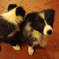Cuccioli border collie