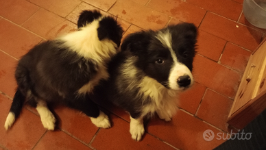 Cuccioli border collie