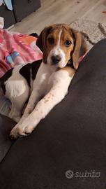 Beagle 4 mesi