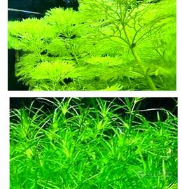 piante Najas Guadalupensis e Ceratophyllum