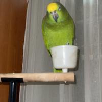 Amazzone allevato a mano