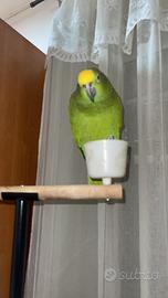 Amazzone allevato a mano