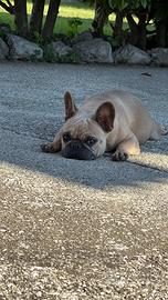 Bulldog francese
