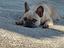 Immagine 1