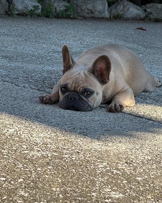 Bulldog francese