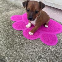 Jack russell e Pinchers