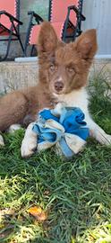 Border collie