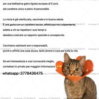 Adotta un gatto gratuitamente