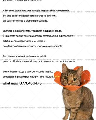 Adotta un gatto gratuitamente