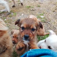 Cuccioli di piccola taglia