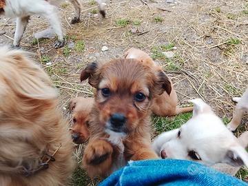 Cuccioli di piccola taglia
