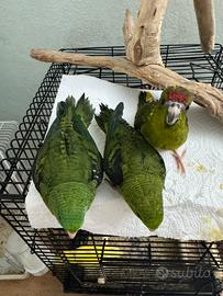 Pappagalli allevati a mano