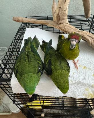 Pappagalli allevati a mano