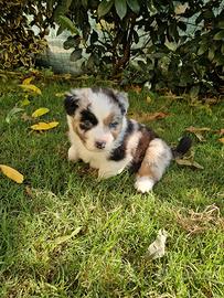 Cuccioli Pastore Australiano