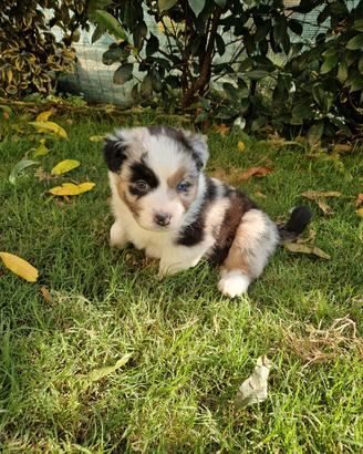 Cuccioli Pastore Australiano