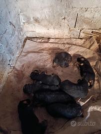 Cuccioli di pastore tedesco