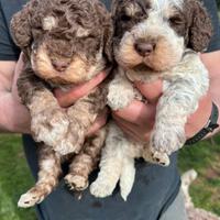 Cuccioli di Lagotto Romagnolo