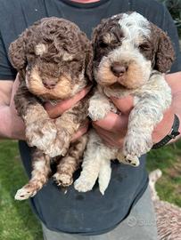 Cuccioli di Lagotto Romagnolo