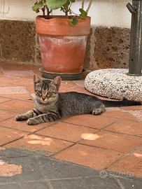 Gattini