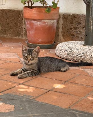 Gattini