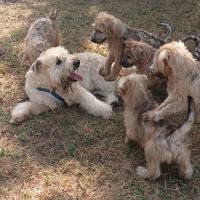 Irish Soft Coated Wheaten Terrier cuccioli