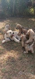 Irish Soft Coated Wheaten Terrier cuccioli