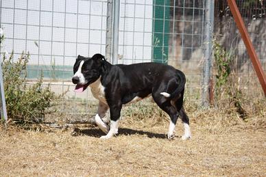 Sono un cane come tanti, aspetto anch'io una casa