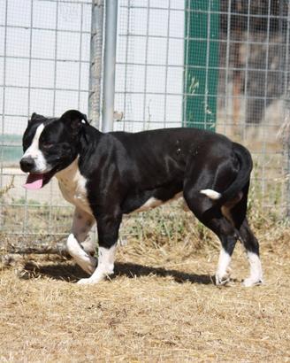 Sono un cane come tanti, aspetto anch'io una casa
