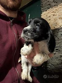 Cucciolo cane cocker