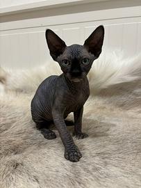 Gattino sphinx 