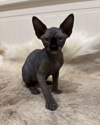 Gattino sphinx 