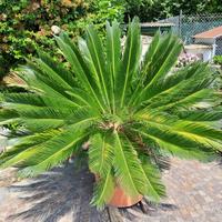 Cycas