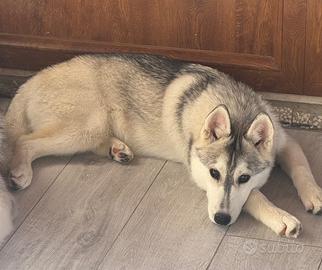 Siberian husky